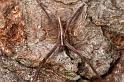 Avella_angulata_D7759_Z_89_North Stradbroke island_Australie